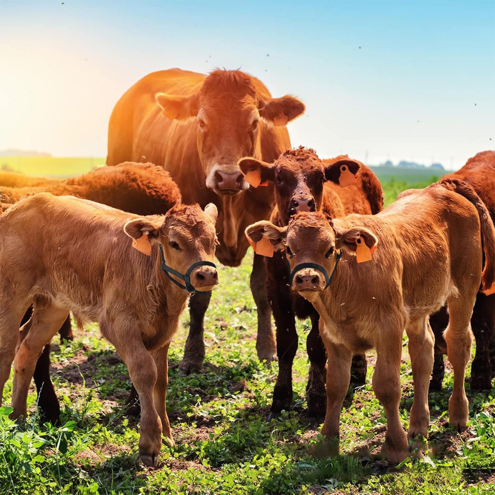 Heavy Equipment Yard - Cattle Halter Cattle Training Halter And
